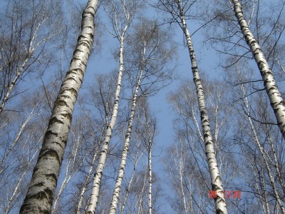 весенняя лазурь