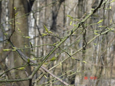 весна 2006-го
