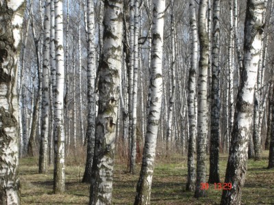 весна на воробьевых