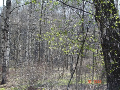 первая зелень