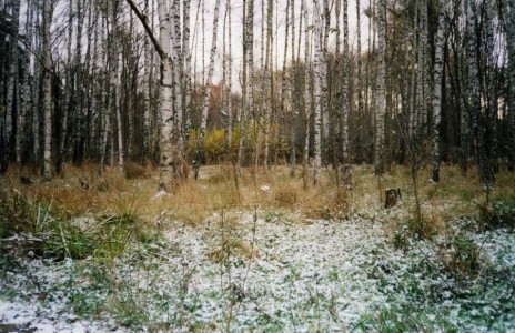 первый снег (переделкино)