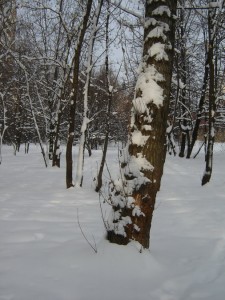 под окнами на гарибальди